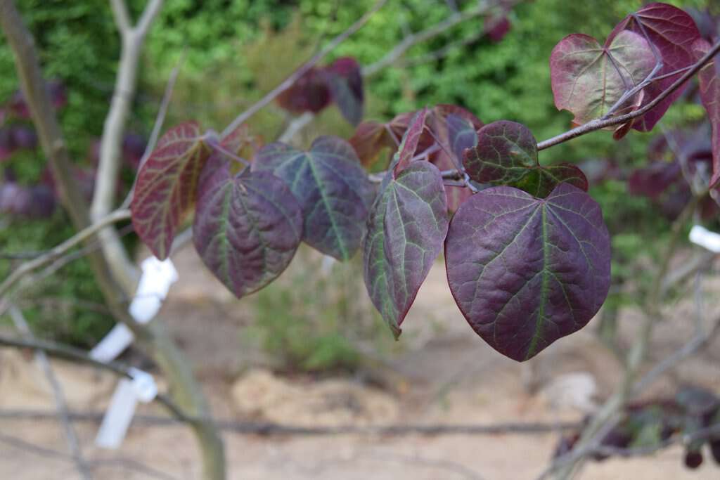 Cercis canadensis 'Forest Pansy' 300-350 cm